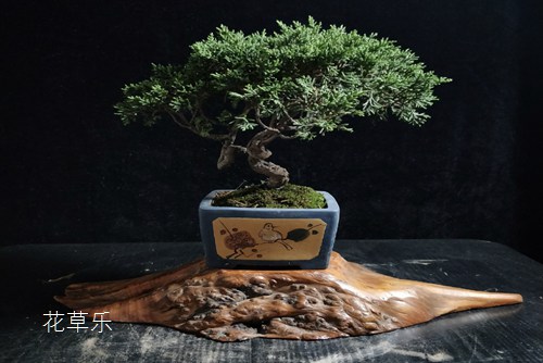 单反相机镜头安装——无码人妻丰满熟妇啪啪网站，解锁摄影艺术的神秘面纱