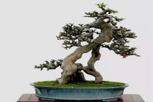 哈苏镜头转接尼康精品无人乱码高清在线观看，一场跨越品牌的光学盛宴